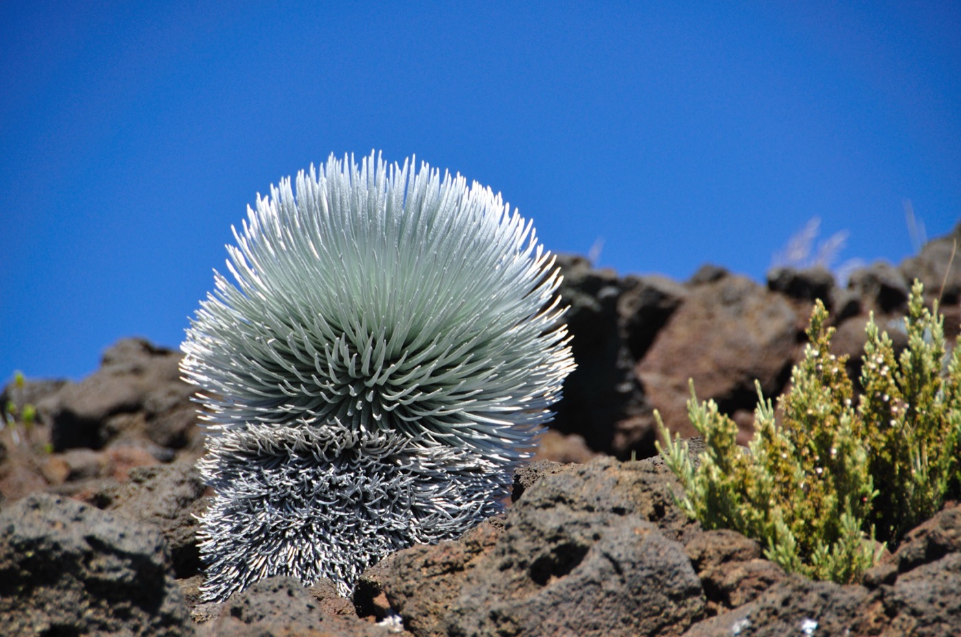 Haleakala Silverswood