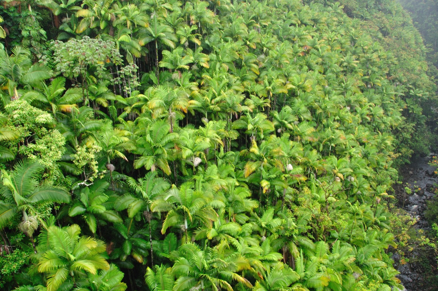 Vegetazione all’Akaka Falls State Park