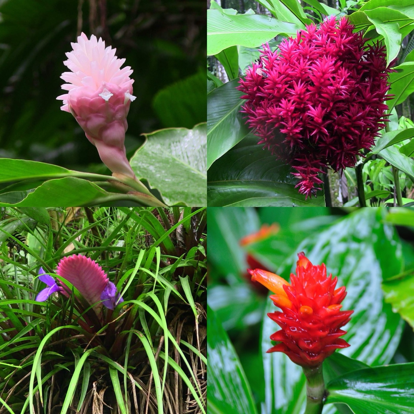 Alcuni fiori