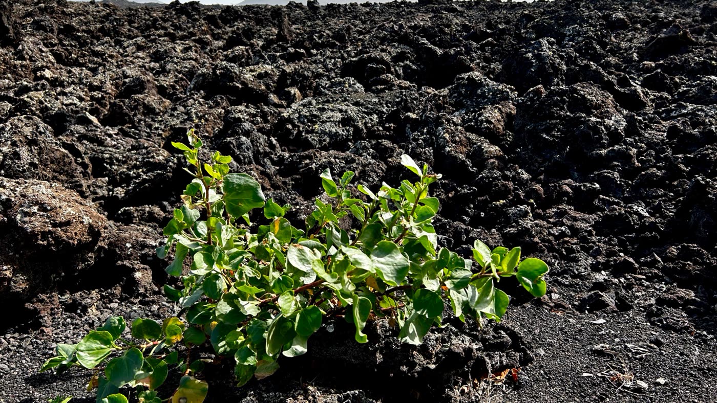 Nuova vegetazione sulla lava